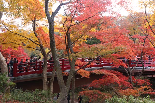 12日の弥彦公演もみじ谷の紅葉