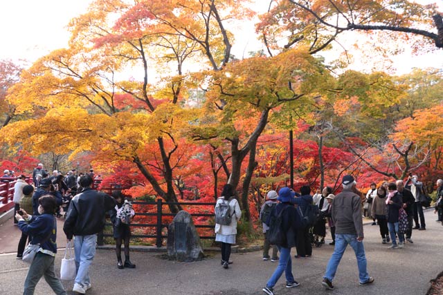 12日の弥彦公演もみじ谷の紅葉