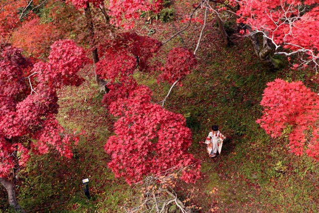 12日の弥彦公演もみじ谷の紅葉