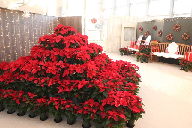 �s���~�b�h�̂悤�ɔz�u���ꂽ���A���̃|�C���Z�`�A