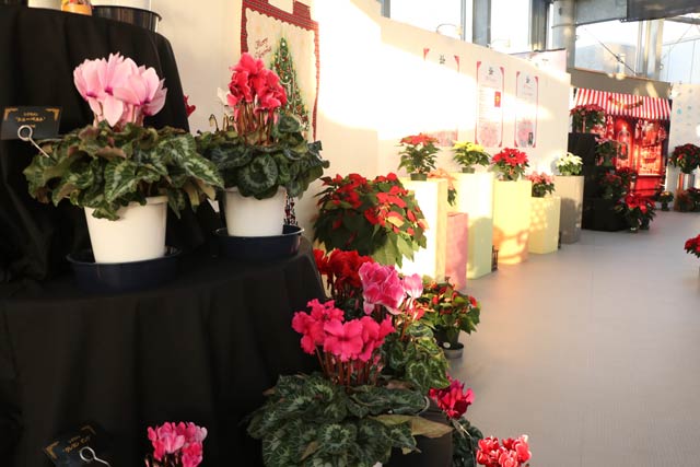 �F�Ƃ�ǂ�̃V�N�������̉�