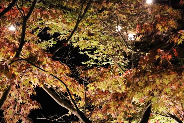 弥彦公園もみじ谷のライトアップ