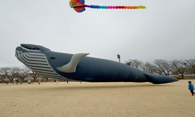 ����J�C�g��