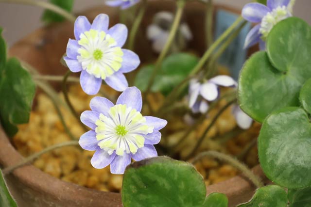 �W�������ኄ��