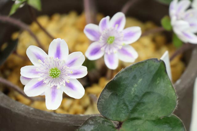 �W�������ኄ��