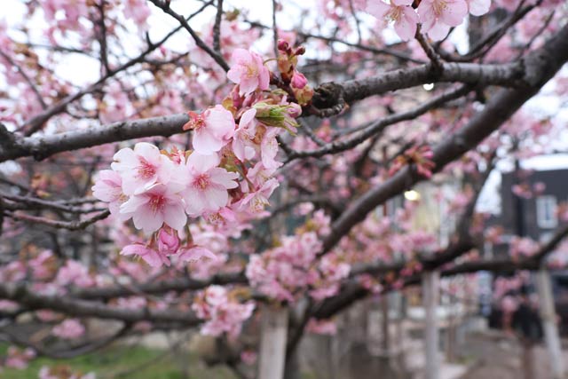 ���炫�̃J���d�U�N�����炭�@���s�̗��e�X�u�A�[�g�X�y�[�X ���L�v�ƂȂ�̗Βn�т�