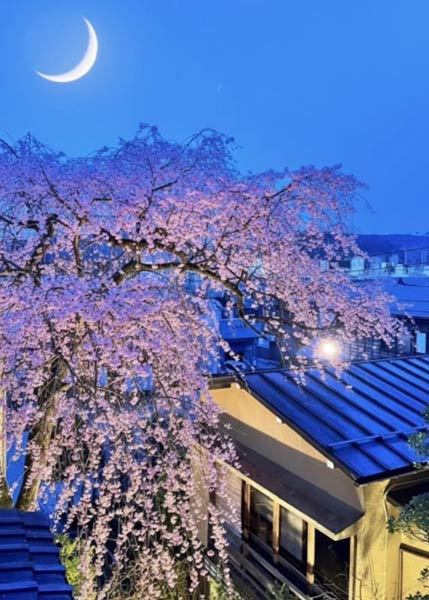 ���_���R�d�̓�����̂������