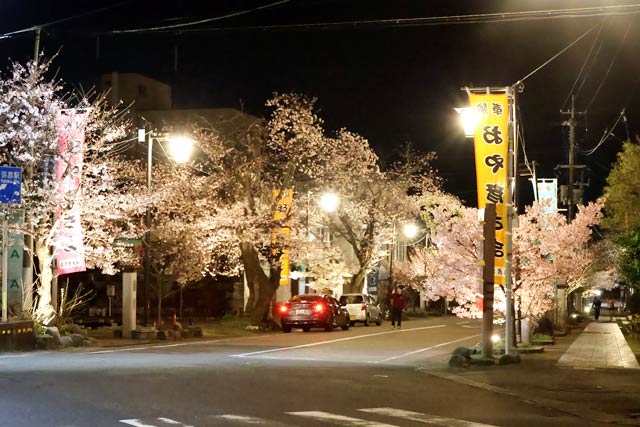 3日夜の弥彦駅前通りの桜並木