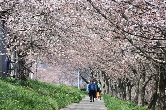 5�����{���݂̍ō��C��22.2�x�ō��̊J�Ԃ͂���ɑO�i