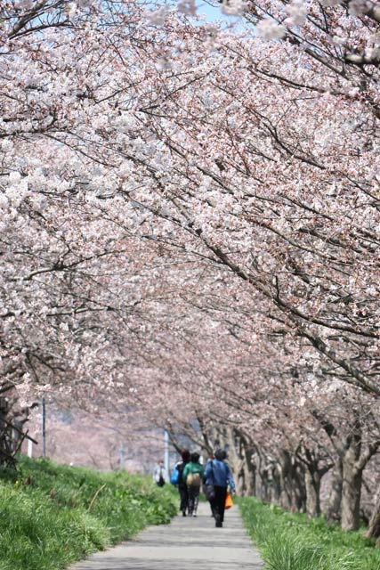 大河津分水の桜並木