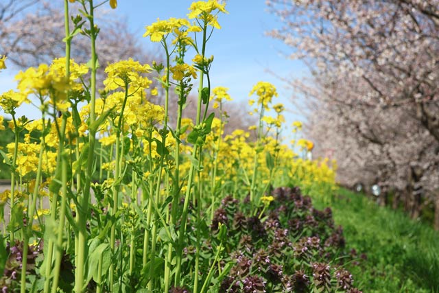 菜の花の共演