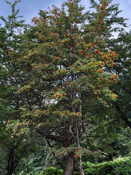 秋山郷で真紅に実るナナカマド