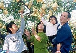 渡辺果樹園で「ル・レクチェ狩り」