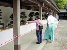 弥彦神社で奉納盆栽展始まる