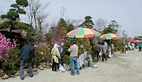 三条市・保内緑花木センターで植木まつり