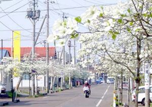 三条市荒町地内のアメリカハナミズキの並木が満開