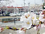 県央のサクラ写真館～Vol.1