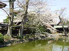 県央のサクラ写真館～Vol.5「三条の名所」