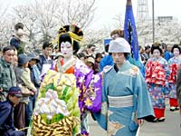 分水町・満開のサクラの中でおいらん道中
