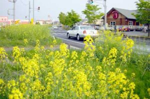 燕市の菜の花の街道