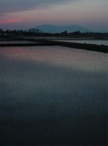 立夏の水田の夕映え