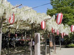 県の天然記念物「大白藤」のある燕市・安了寺で白藤茶会