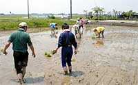 燕市で「風の会」の田植え体験
