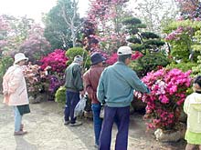 6日まで三条市・保内園芸植木まつり