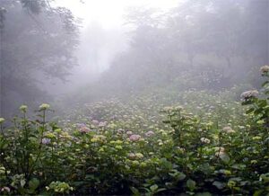 7月20日までの護摩堂山あじさいまつりが開幕