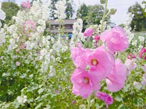 タチアオイの花が盛りに