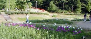 栄町・しらさぎ森林公園で町制施行20周年記念花菖蒲まつり始まる
