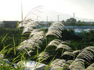 台風一過の処暑の猛暑にススキが揺れる