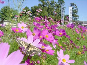 彼岸とともに秋は深まり、コスモスが満開