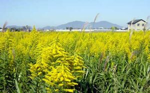 セイタカアワダチソウの群生が花盛り