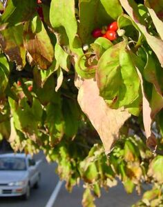 三条市荒町のハナミズキが真っ赤な果実