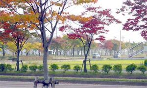 里へ、市街地へと紅葉が広がる