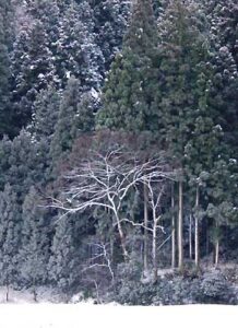 1月最後の31日も雪は降ったりやんだり