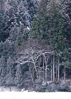 三条市吉田地内の林の雪景色