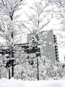 一夜にして雪の花が満開
