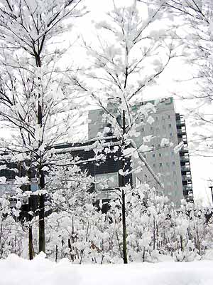 燕三条駅前の木に雪が白い花を咲かせた
