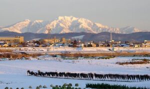 正月七日は陽春が新年を歓迎