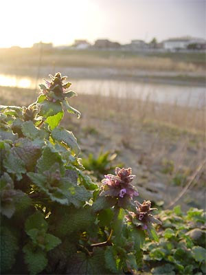 中ノ口川右岸堤防のヒメオドリコソウ(11日午後5時17分撮影)