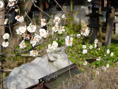 本成寺の白牛の石像のかたわらで満開を迎えた白梅
