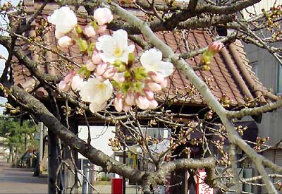 本成寺赤門前でほころぶソメイヨシノ(30日午後2時51分撮影)