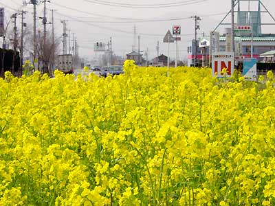 燕市廿六木三区地内の国道289号線緑地帯に咲くナノハナ(3日午後2時13分撮影)