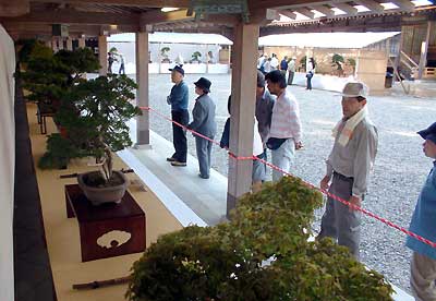 弥彦神社で開かれている第17回弥彦神社奉納盆栽展