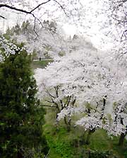 道心坂のサクラ