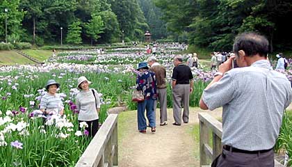 16日から栄町・しらさぎ森林公園で始まった花菖蒲まつり