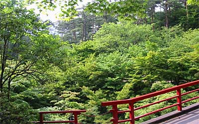 ホタルが生息する弥彦公園内のもみじ谷