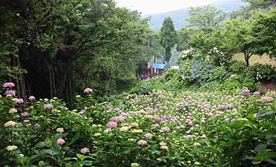 5割のアジサイが色づいてすでに見ごろの護摩堂山